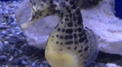 Zaujímavé fakty o morských korčuliach